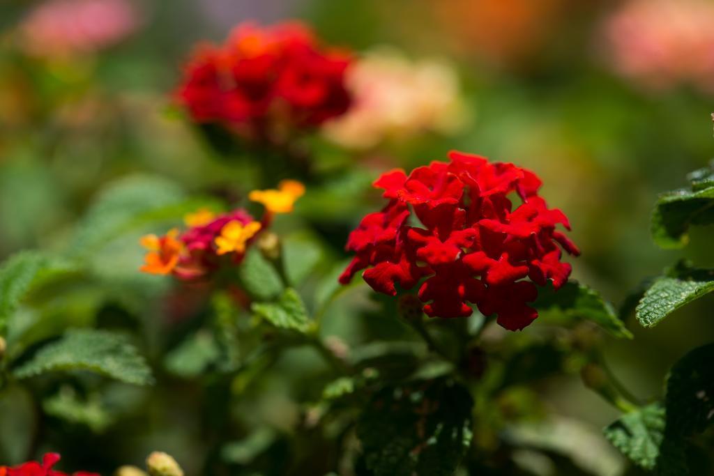 Hotel Bougainvillea San Jose Santo Domingo De Heredia Luaran gambar