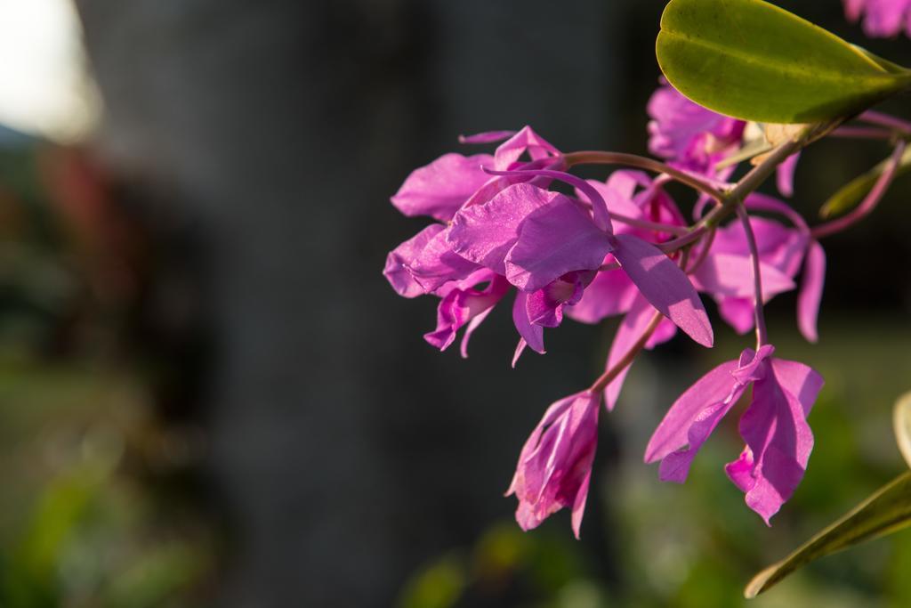 Hotel Bougainvillea San Jose Santo Domingo De Heredia Luaran gambar