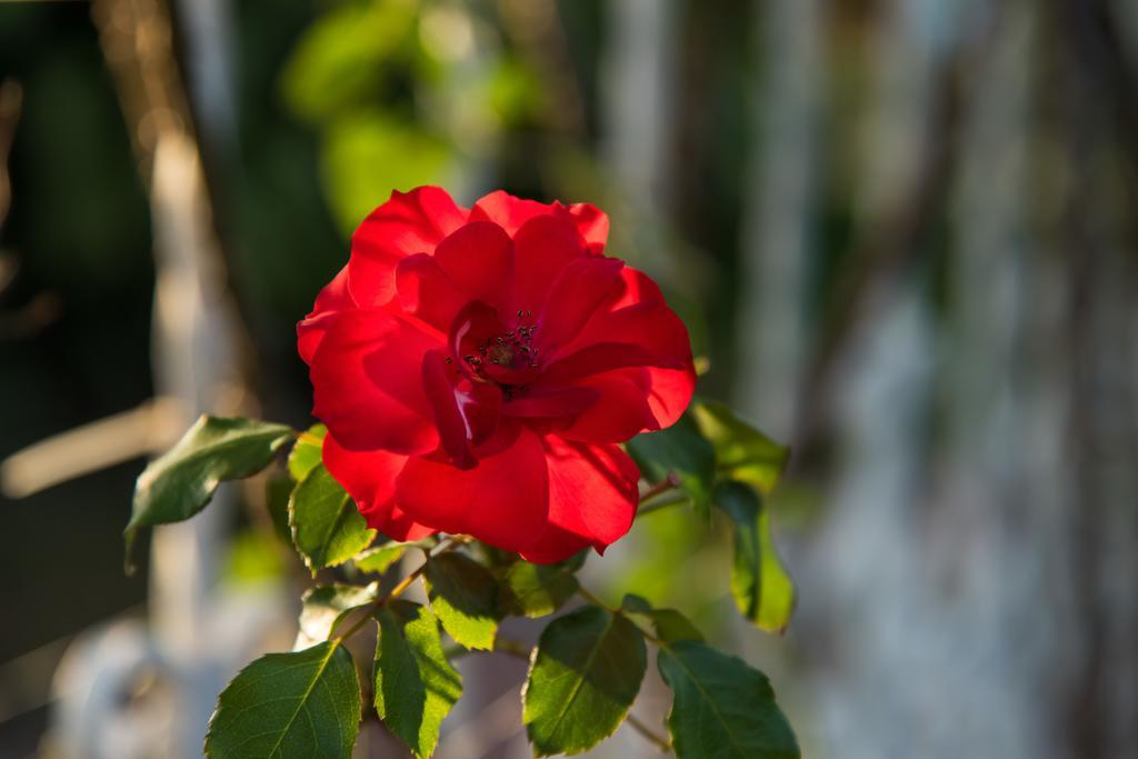 Hotel Bougainvillea San Jose Santo Domingo De Heredia Luaran gambar